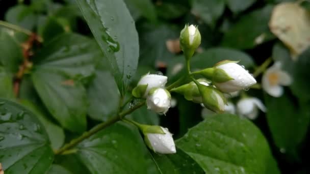 Young Flowering Jasmine Branch Park — Stock Video