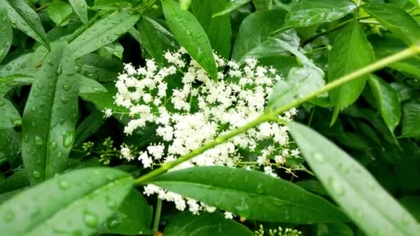 Giovane Cespuglio Verde Con Colore Bianco Giardino — Video Stock