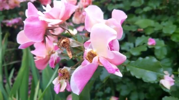 Όμορφο Τριαντάφυλλο Ανθοφορίας Στον Κήπο Καλοκαίρι — Αρχείο Βίντεο
