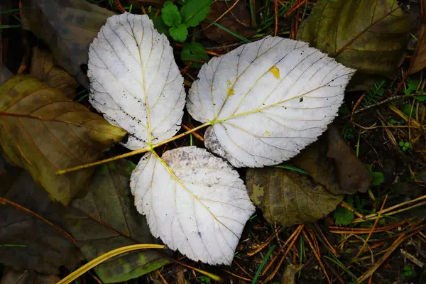 Sonbaharın Sonlarında Yere Düşen Bir Yaprak Uzanıyor — Stok fotoğraf