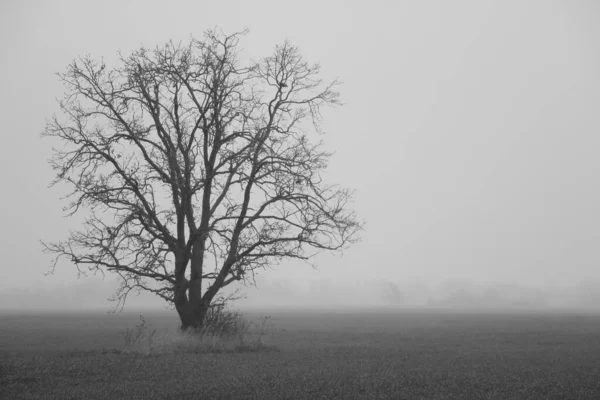 白黒写真 霧深い秋の朝の孤独な木 — ストック写真