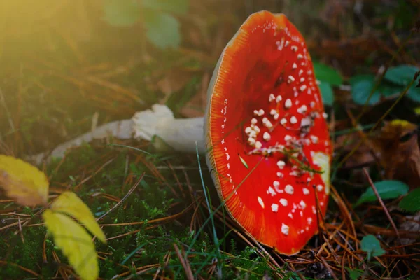 Unscharfes Foto Nahaufnahme Auf Einem Schönen Fliegenpilz — Stockfoto