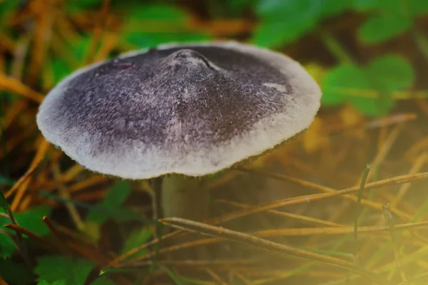 Gros Plan Champignon Gris Dans Forêt Automne — Photo