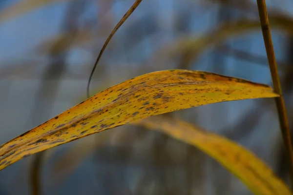 Primo Piano Del Gambo Giallo Cespuglio Vicino All Acqua Autunno — Foto Stock