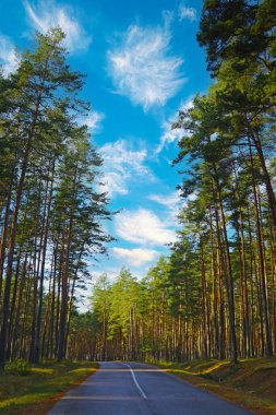 Güneşli bir sonbahar gününde güzel bir orman yolu.