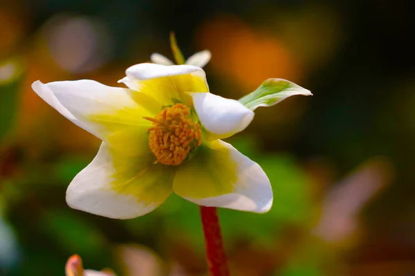 夏に庭で白い開花花を閉じる — ストック写真