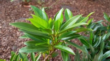 Parktaki genç yeşil bir çalıya yakın çekim