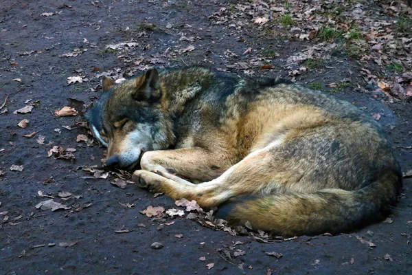 Close-up of a sleeping wolf in a hole in the woods