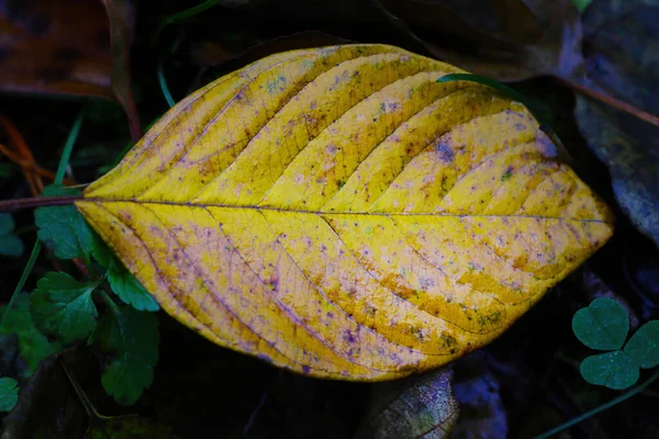 Una Hoja Amarilla Caída Yace Suelo Otoño —  Fotos de Stock