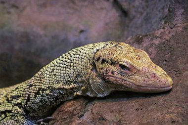 Güzel kertenkele, taşın üzerine yakın plan.
