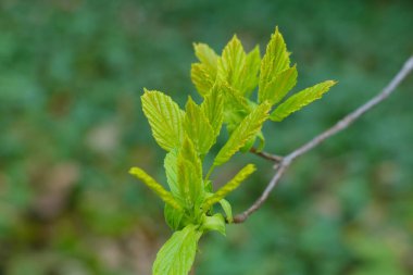 Bahçede genç yeşil bir ağaç dalı var.