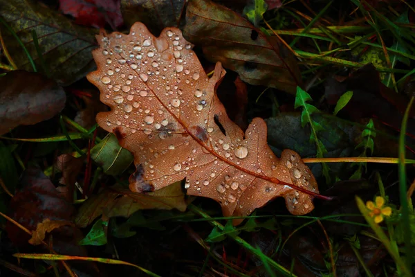 Ett Gult Fallen Löv Med Droppar Vatten Ligger Marken Hösten — Stockfoto