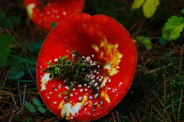 秋天森林里蘑菇的特写 — 图库照片