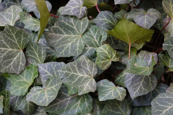 Hermosas Hojas Verdes Planta Parque Verano — Foto de Stock