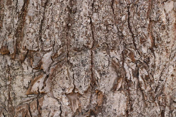 Γκρι Υφή Του Φλοιού Δέντρων Στο Πάρκο Φόντο — Φωτογραφία Αρχείου