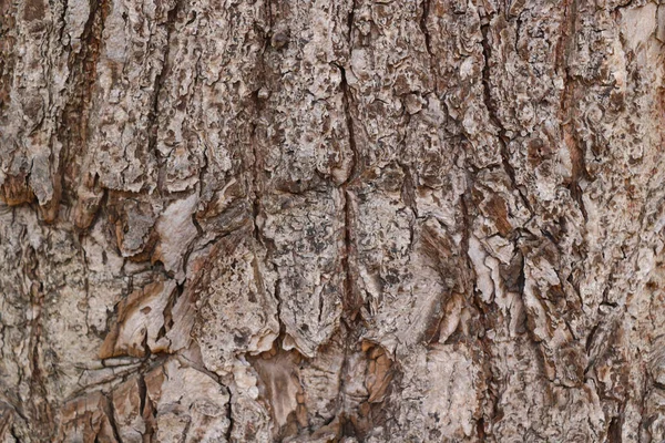 Textura Gris Corteza Del Árbol Parque Fondo —  Fotos de Stock