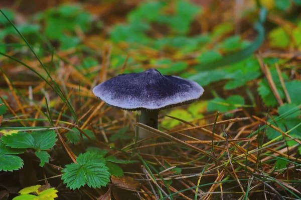 Grijze Paddestoel Groeit Een Open Plek Herfst Het Bos — Stockfoto