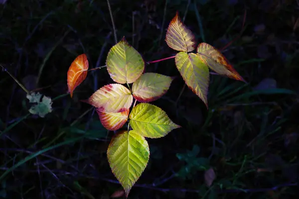 Жовте Зелене Листя Куща Лісі Восени — стокове фото