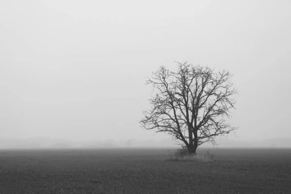 Svart Och Vitt Foto Ett Ensamt Träd Ett Fält Dimmig — Stockfoto