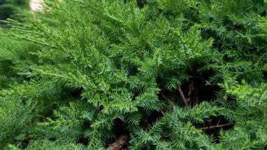 Parktaki yeşil ardıç ağacının yakın çekimi