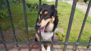 Güzel, sevimli bir köpek kafasını çitten dışarı çıkardı.