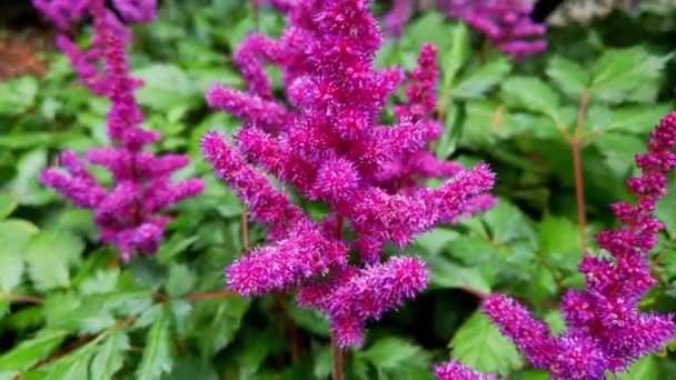 Close Perennial Plant Astilbe Park — Stock Video