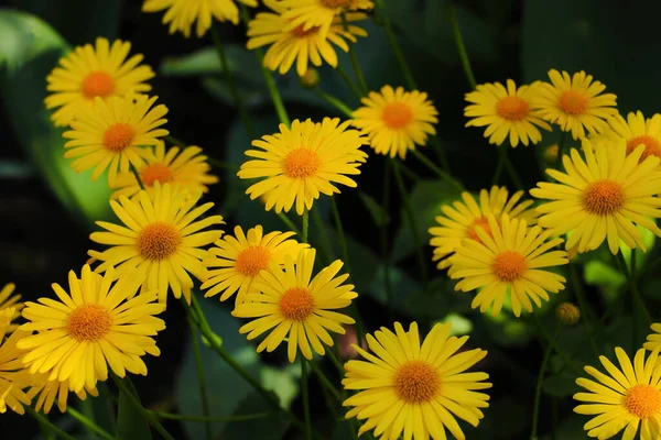 Красиві Жовті Квітучі Ромашки Парку — стокове фото