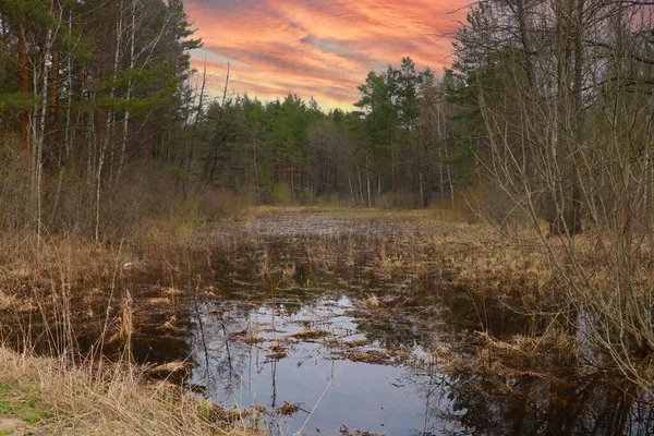 Blick Auf Einen Kleinen Zugewachsenen Teich Wald Bei Sonnenuntergang — Stockfoto
