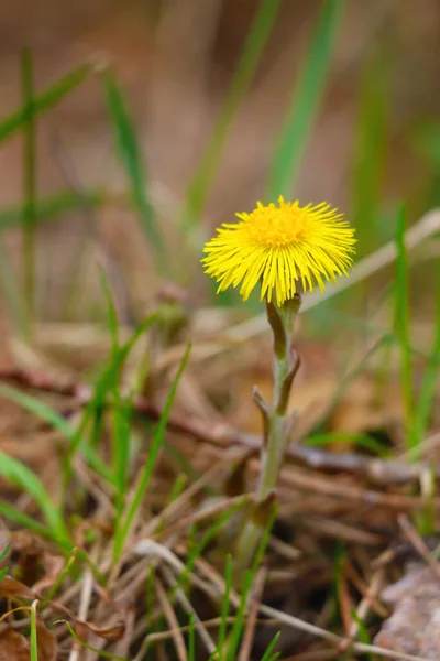 Schöner Blick Auf Die Gelbe Blume Herbst Wald — Stockfoto