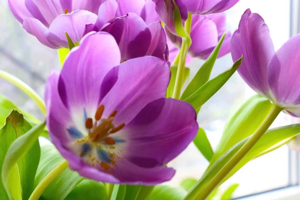 Tulipes Fleurs Violettes Gros Plan Sur Une Journée Ensoleillée — Photo