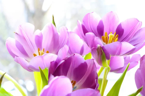 Tulipes Fleurs Violettes Gros Plan Sur Une Journée Ensoleillée — Photo