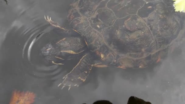 Nahaufnahme Einer Schwimmenden Schildkröte Wasser — Stockvideo