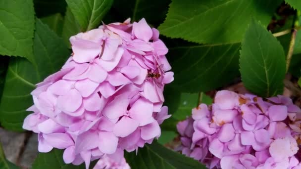 Kwiat Hortensji Kwitnący Wiosną Latem Ogrodzie — Wideo stockowe
