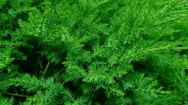 Yazın parktaki yeşil çalı manzarası