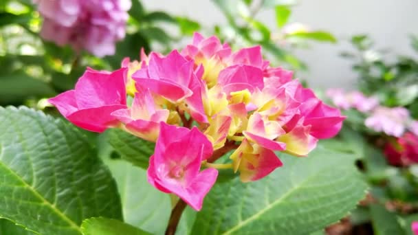 Hortênsia Flores Jardim Balançando Luz Vento Verão Período Floração Conceito — Vídeo de Stock