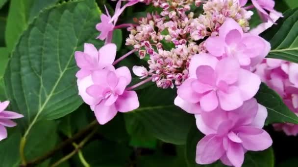 Flor Phlox Jardín Verano Una Hermosa Planta Con Flores Para — Vídeo de stock