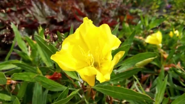 Oenothera Macrocarpa Una Especie Planta Con Flores Perteneciente Familia Onagraceae — Vídeos de Stock