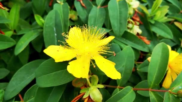 Vista Una Rama Hierba San Juan Con Una Flor Propiedades — Vídeos de Stock