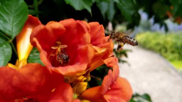 Bahçedeki Parktaki Bir Çiçekteki Arılara Yakın Çekim — Stok video