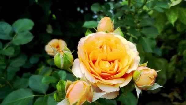 Hermosa Flor Rosa Amarilla Verano Inicio Jardín Rosas Plena Flor — Vídeo de stock