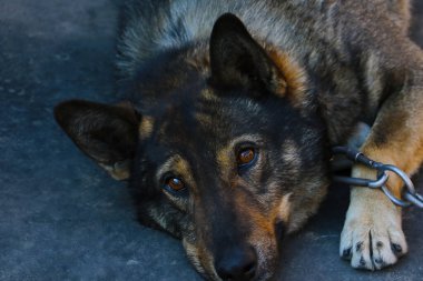 Close-up on a dog on a chain. Guard dog. Home and family security