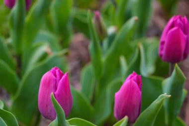 The park blooms tulip in the garden in the summer