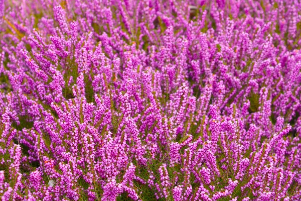 Красивий Літній Пейзаж Рожевих Квітів Лузі Або Парку — стокове фото