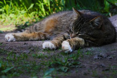 The cat lies on the ground in the shade and sleeps