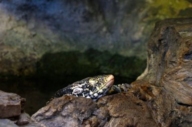 Close-up on a monitor lizard in a park on a stone