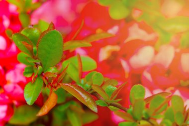 Nice view of a blooming rose in a garden or park. Scenic background in nature