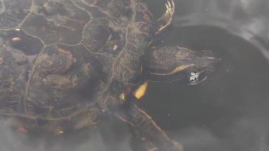 View of a beautiful turtle swimming in the water. Wild nature