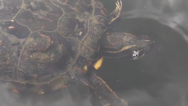 看到一只漂亮的乌龟在水里游泳 野生生物 — 图库视频影像