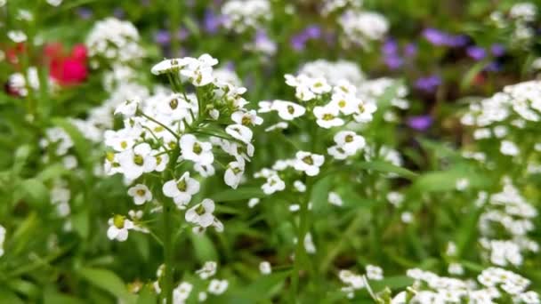 Nice View White Flowering Plants Garden Useful Plants Used Medicine — Stockvideo