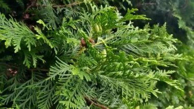 Bahçedeki bir parkta ardıç ağacının yeşil bir dalının görüntüsü